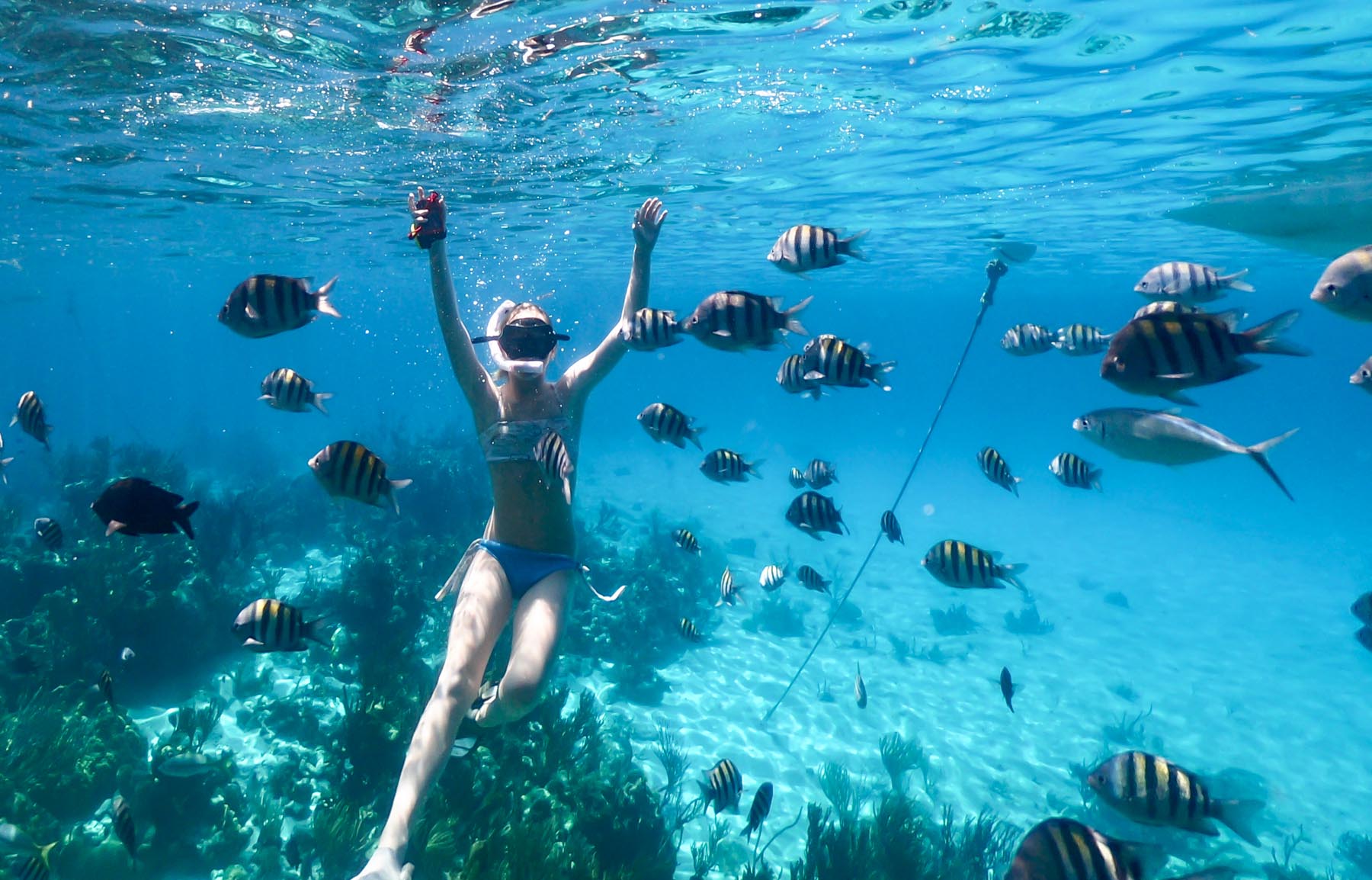 Where can you Swim with Sharks, play with Pigs, and wear Bikinis?